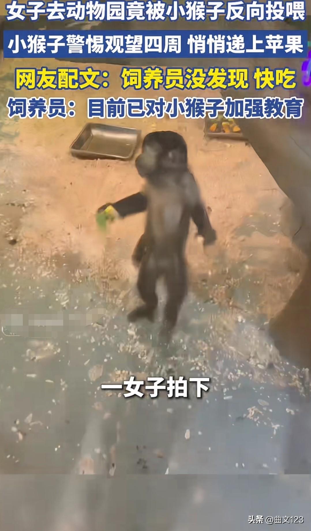 女子去动物园竟被小猴子反向投喂，这猴子太聪明了！
3月9日有报道，内蒙古一女子带