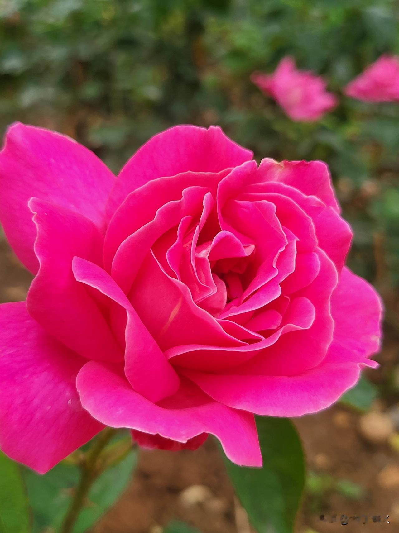 粉嫩玫瑰绽放，春日浪漫气息扑面而来！🌸💕
