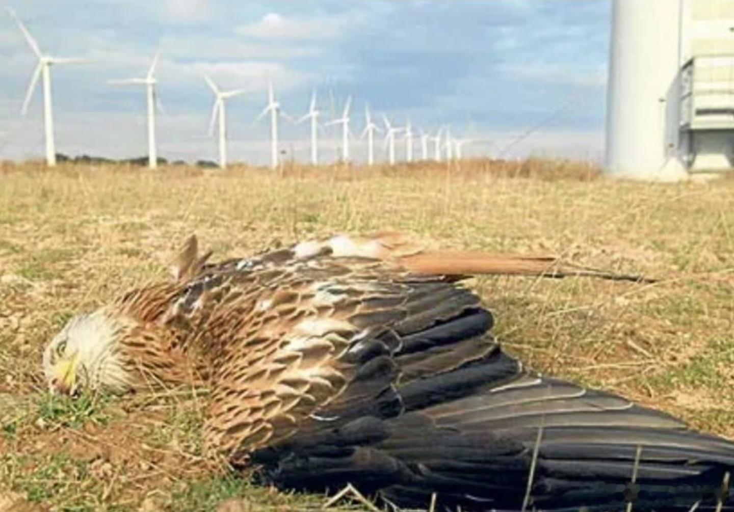 【且听鹰鸣】特朗普发帖抨击风力发电危害鸟类。 