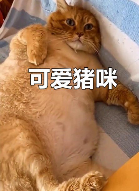 独生子小猫出生17天胖成猪咪 别的猫咪苗条优雅，它独独胖得可爱！小短腿配胖身子，
