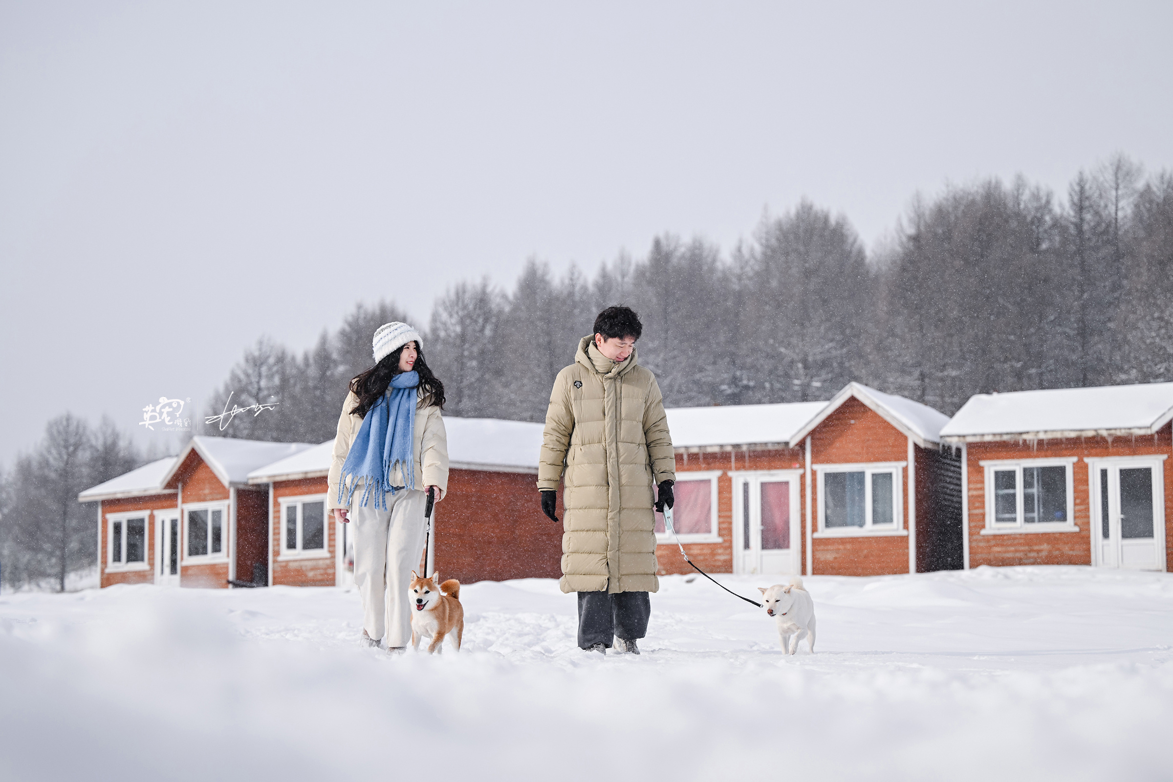 看雪，不用去瑞士，也不用去北海道，我给毛孩子们找个近的哈[太开心]    