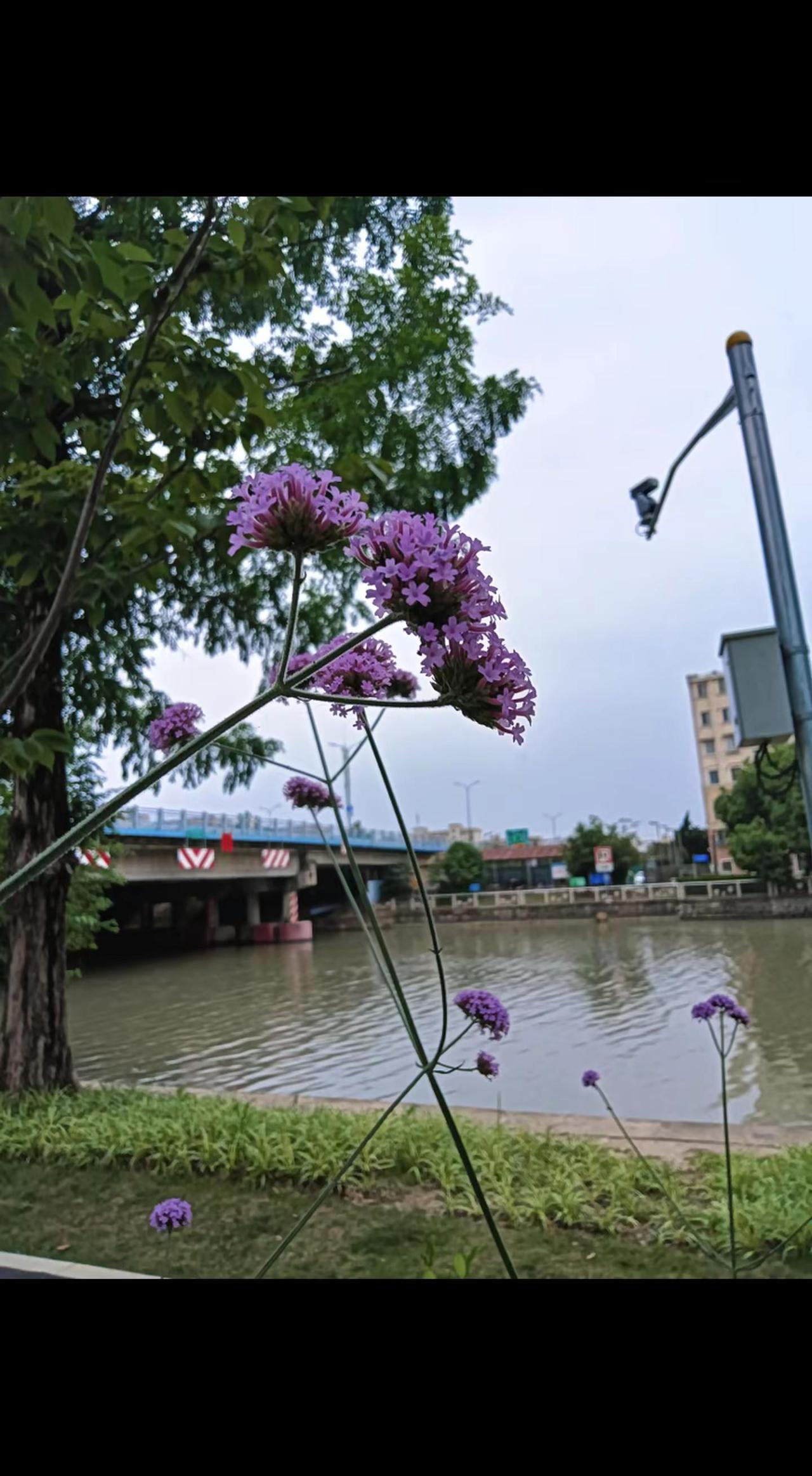 我的城市花园日记 身边即风景 花草树木皆有景