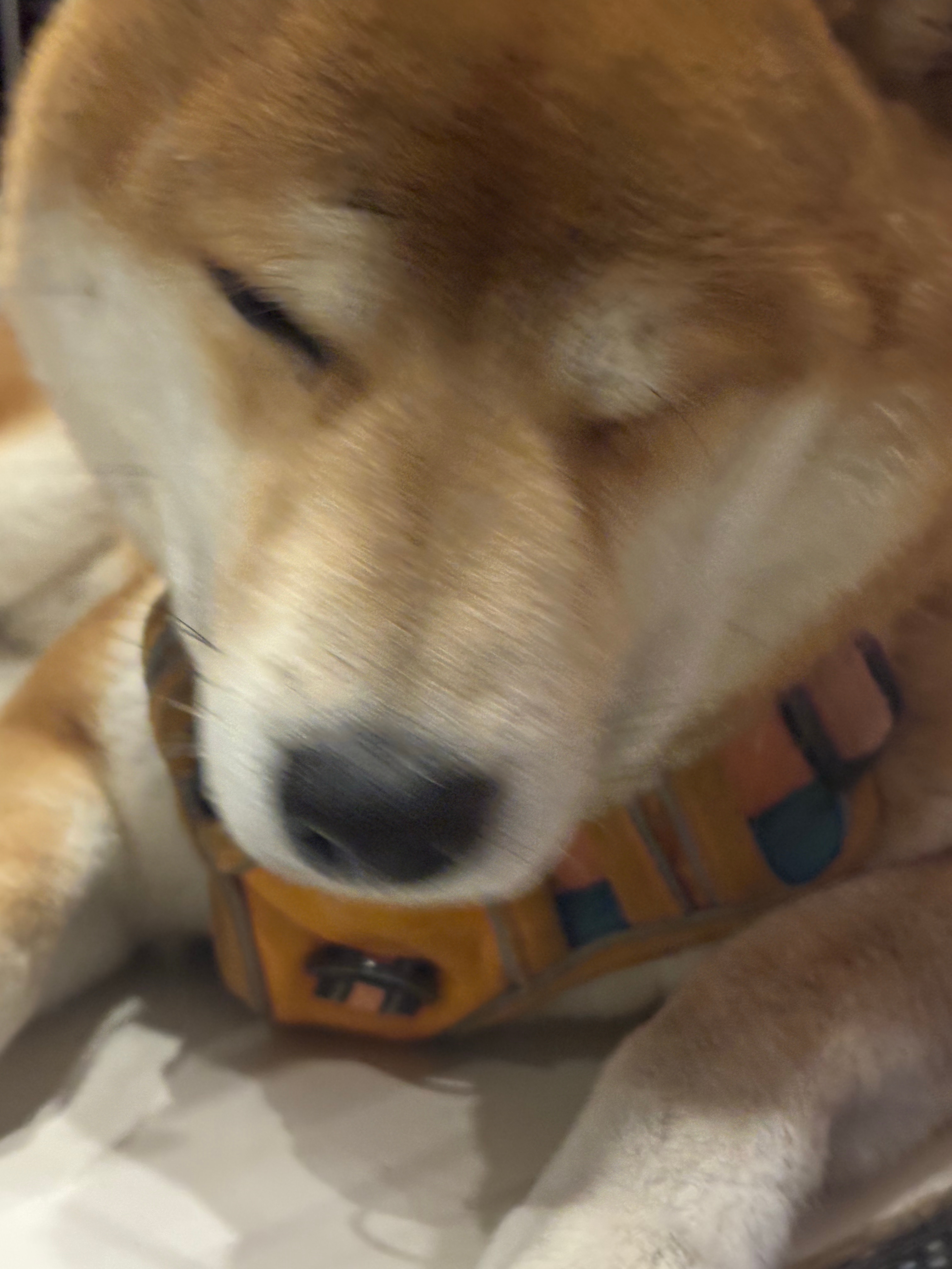 我宝炒科爱