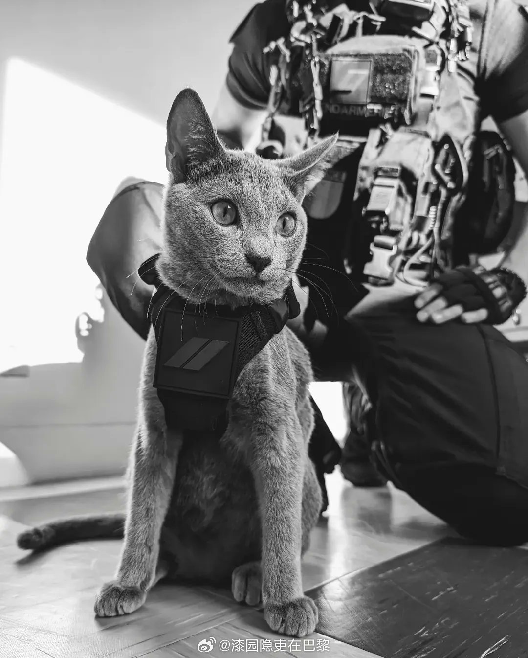 海外新鲜事 法国宪兵队发文：这是“Taser”，首只加入法国国家宪兵队、执行缉毒