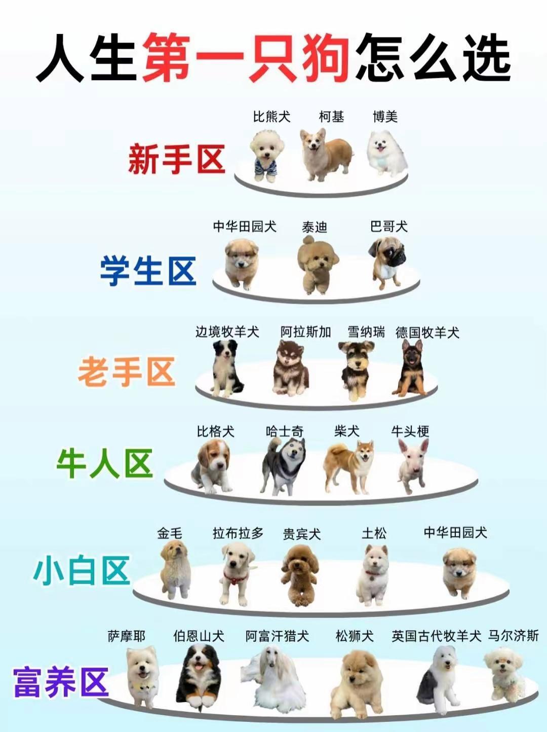 第一只狗应该怎么选？