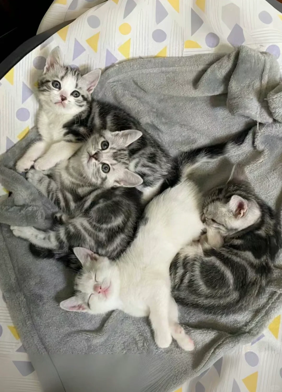 🇭🇰HK一窩高質曼基美短BB~搵實力家長💛