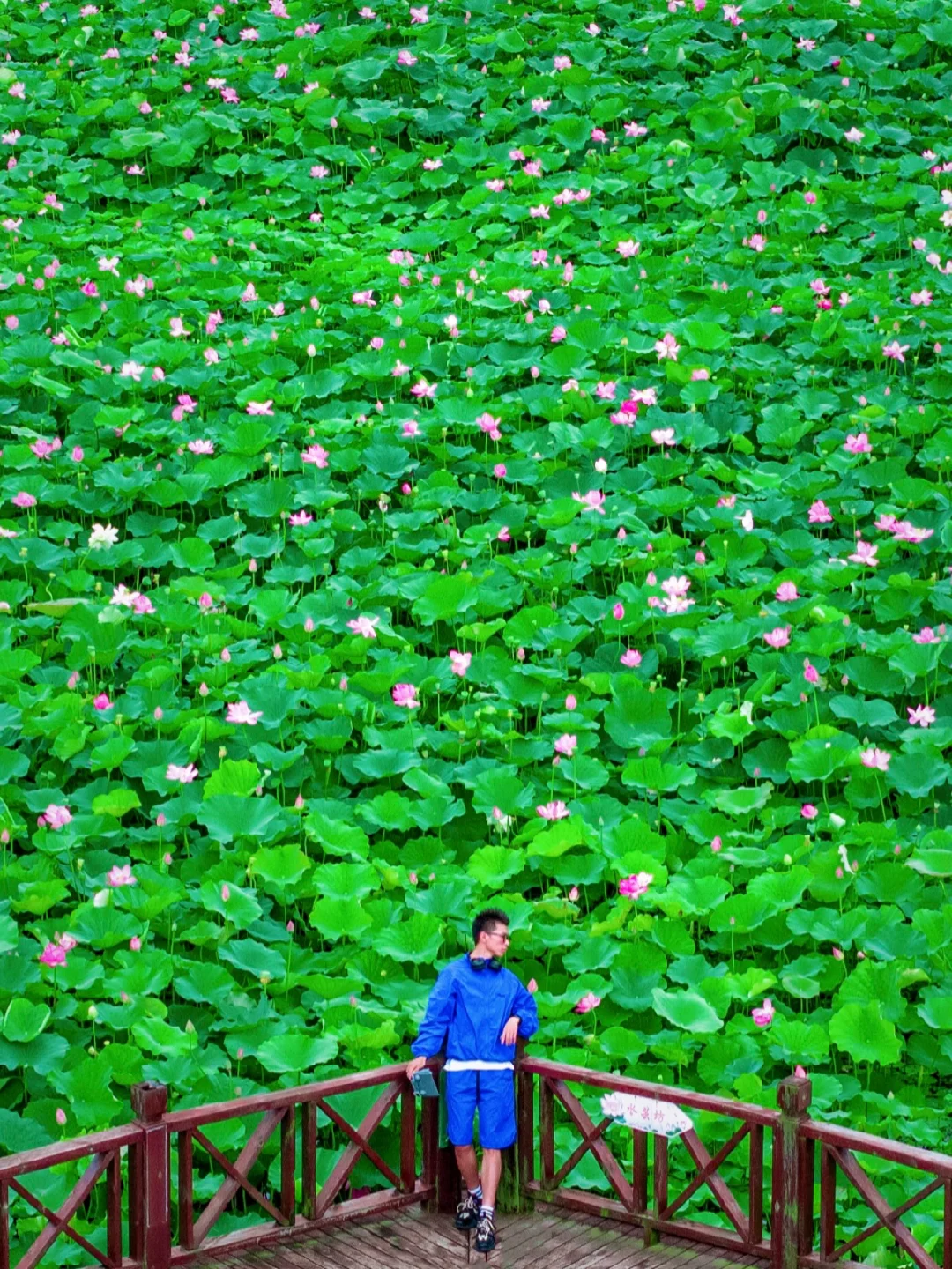 苏州2️⃣0️⃣0️⃣0️⃣亩荷花🪷开的也太壮观了‼️