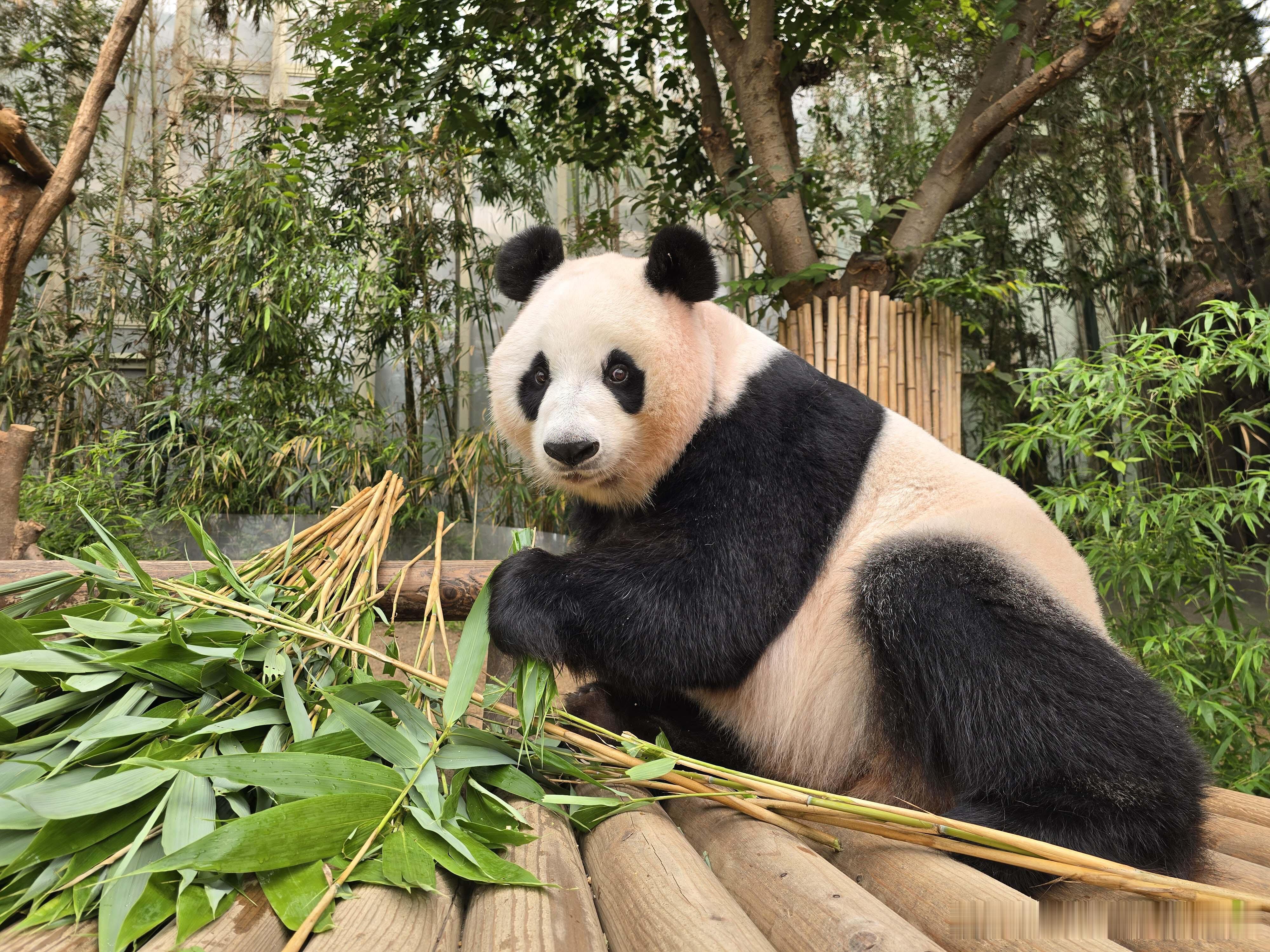 爱宝和小老四新合影，爱宝的脸好圆呀，小老四眼睛已经完全睁开了，亮晶晶的，不得不说