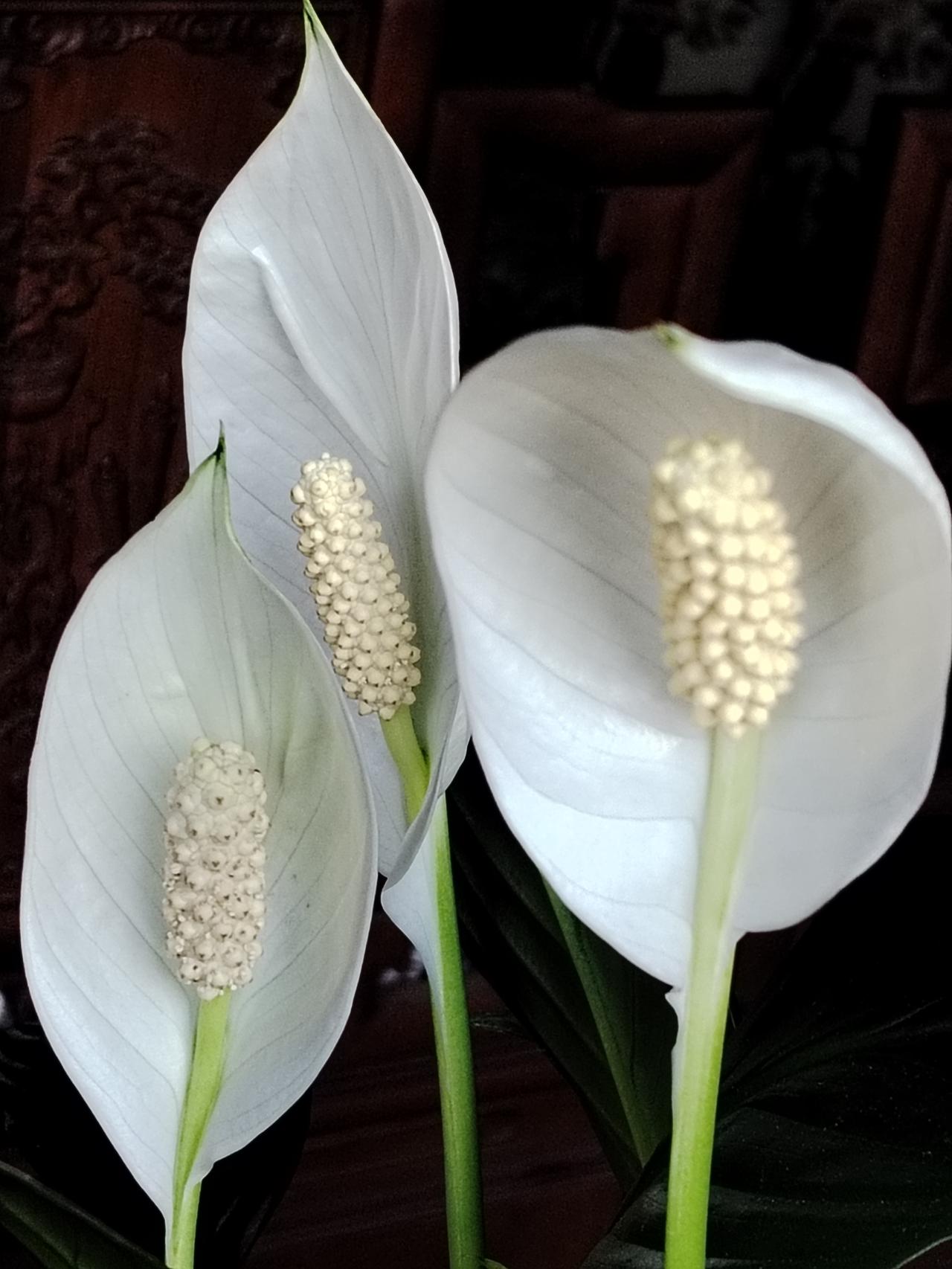 昨天有人告诉我，这种花的名字叫：一帆风顺！