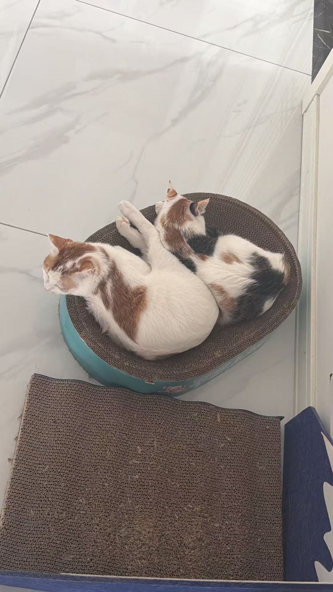 六一已经很久没跟别的猫躺一起了，今天可以