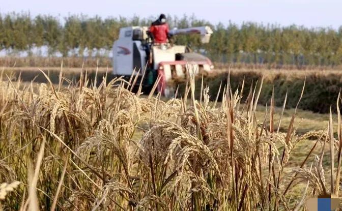 现在的农民真有福，这要是20年以前想都不敢想。

今年，乐亭县的稻田收割也实行了