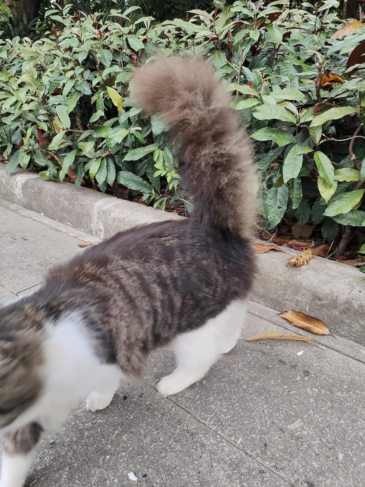 大尾巴猫，越秀公园一堆野猫