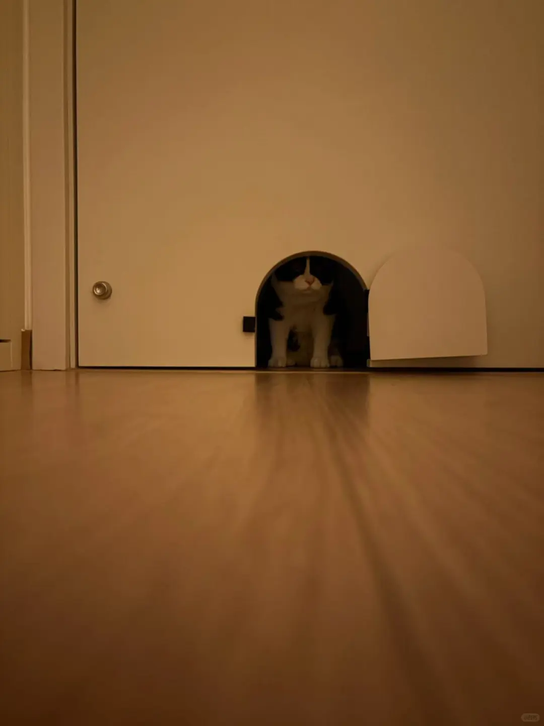 发现一只猫！有被可爱到！