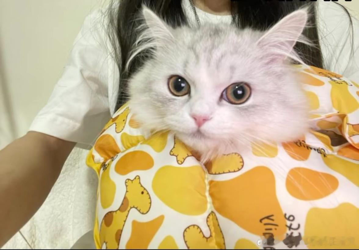 不丢可爱小小丢 
