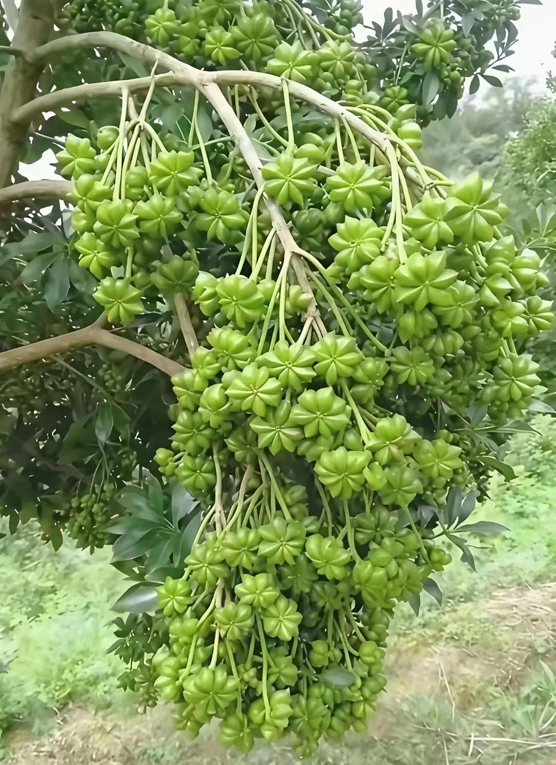 看起来好丰盛啊！🍂这果子甜不甜啊？分享一下味道吧~ 😋