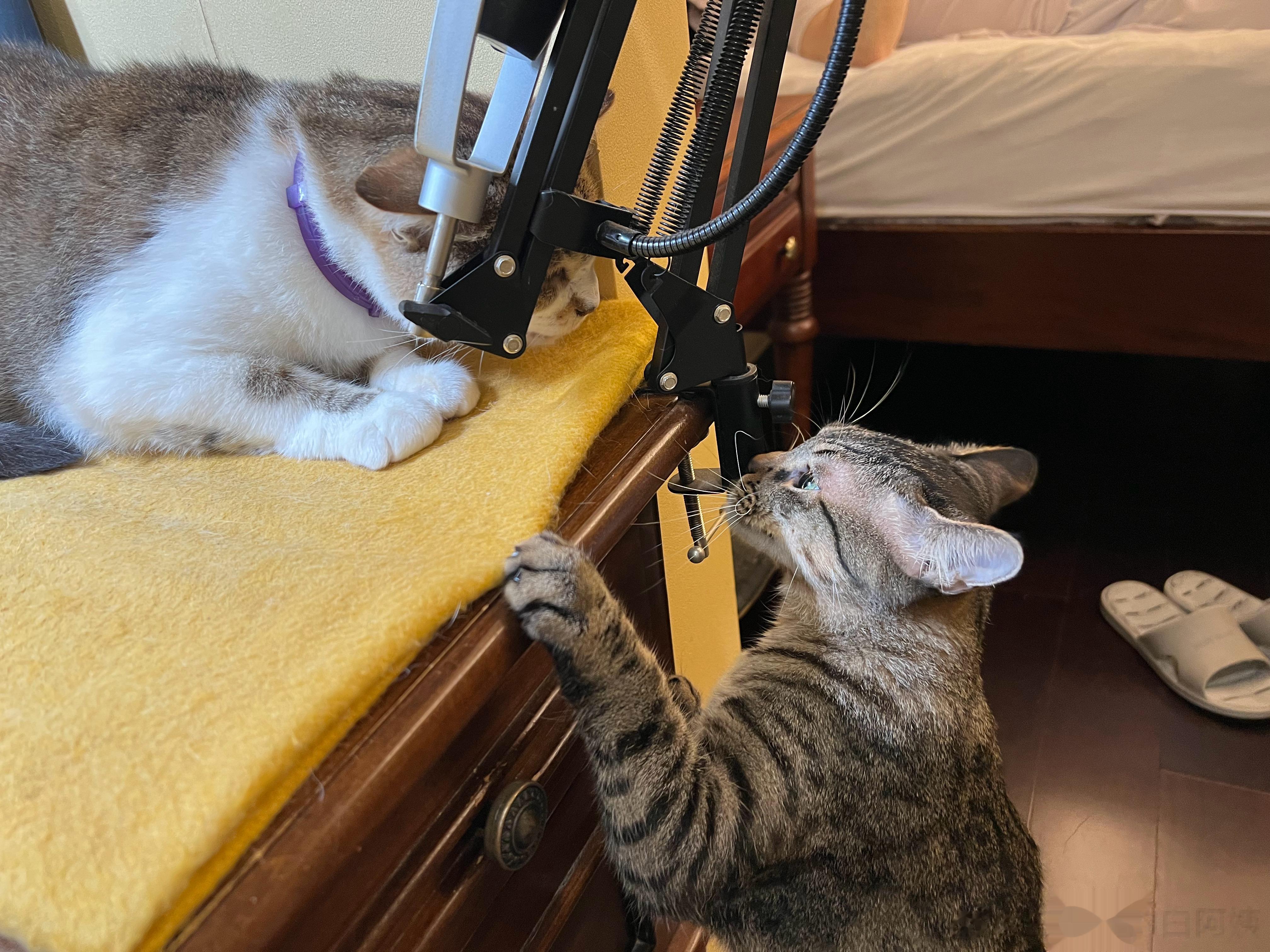 绿茶和猴葵，哪个更有味？ ​​​
