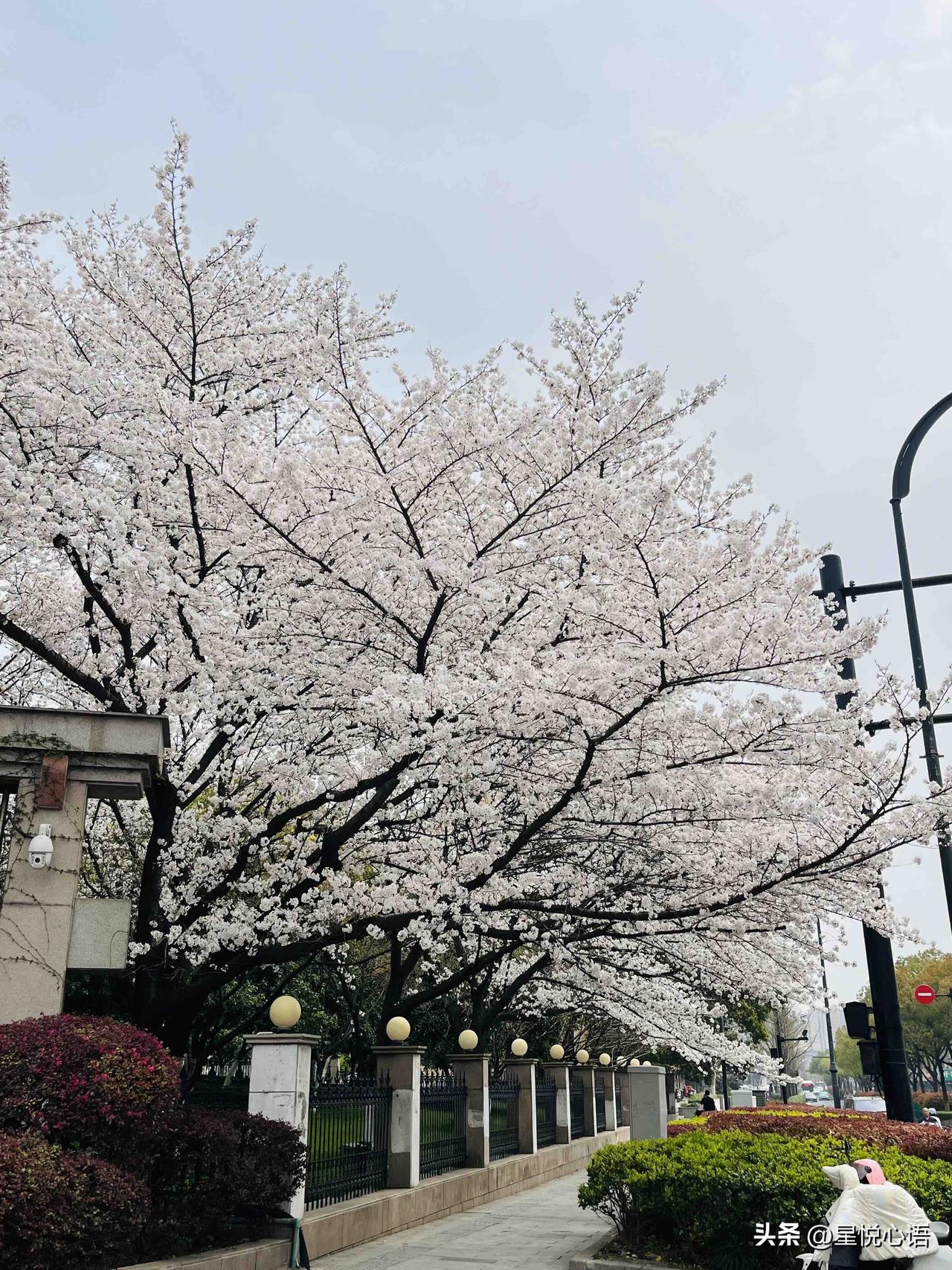 杭州的春天，是被这棵樱花王唤醒的！
杭钢三岔路口的吉野樱，真的美到失语。
繁花满