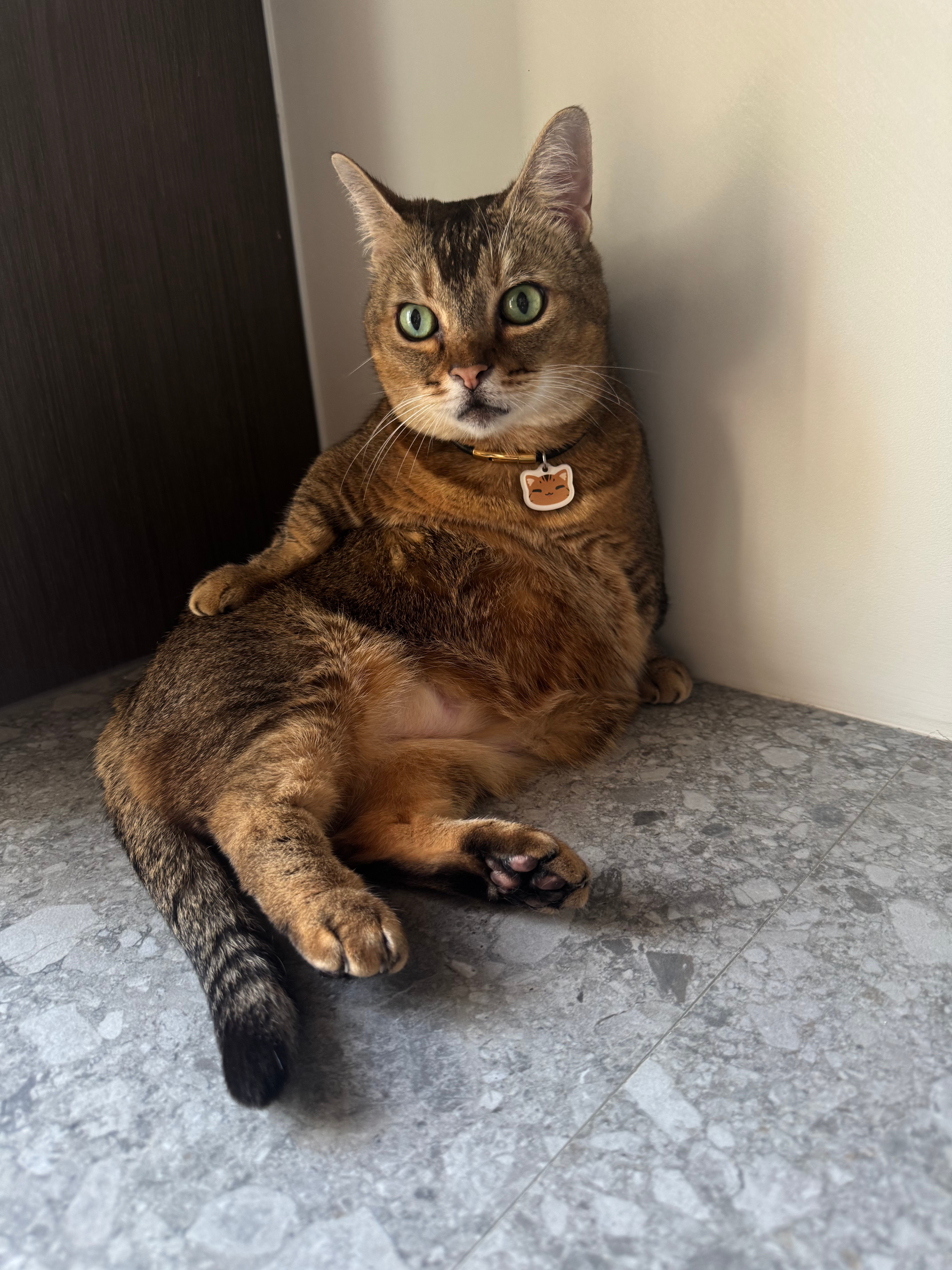 朵儿这个姿势怎么和小文文跳刺猬坐沙发上一猫一样（bushi 