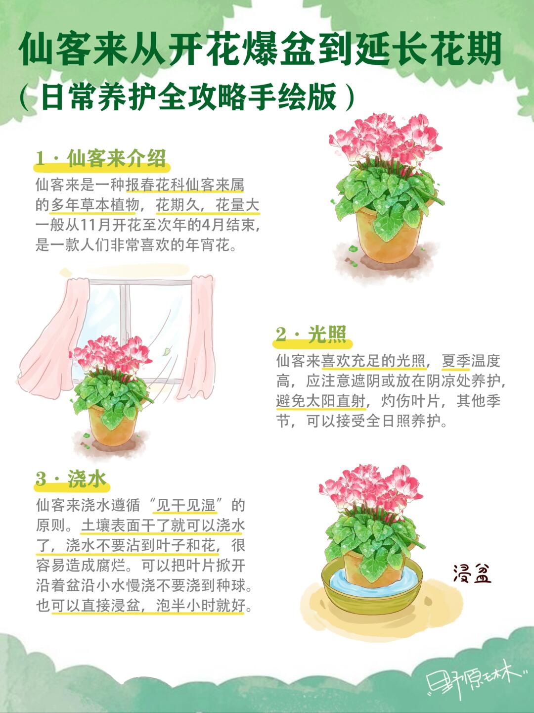 仙客来日常养护全攻略手绘版