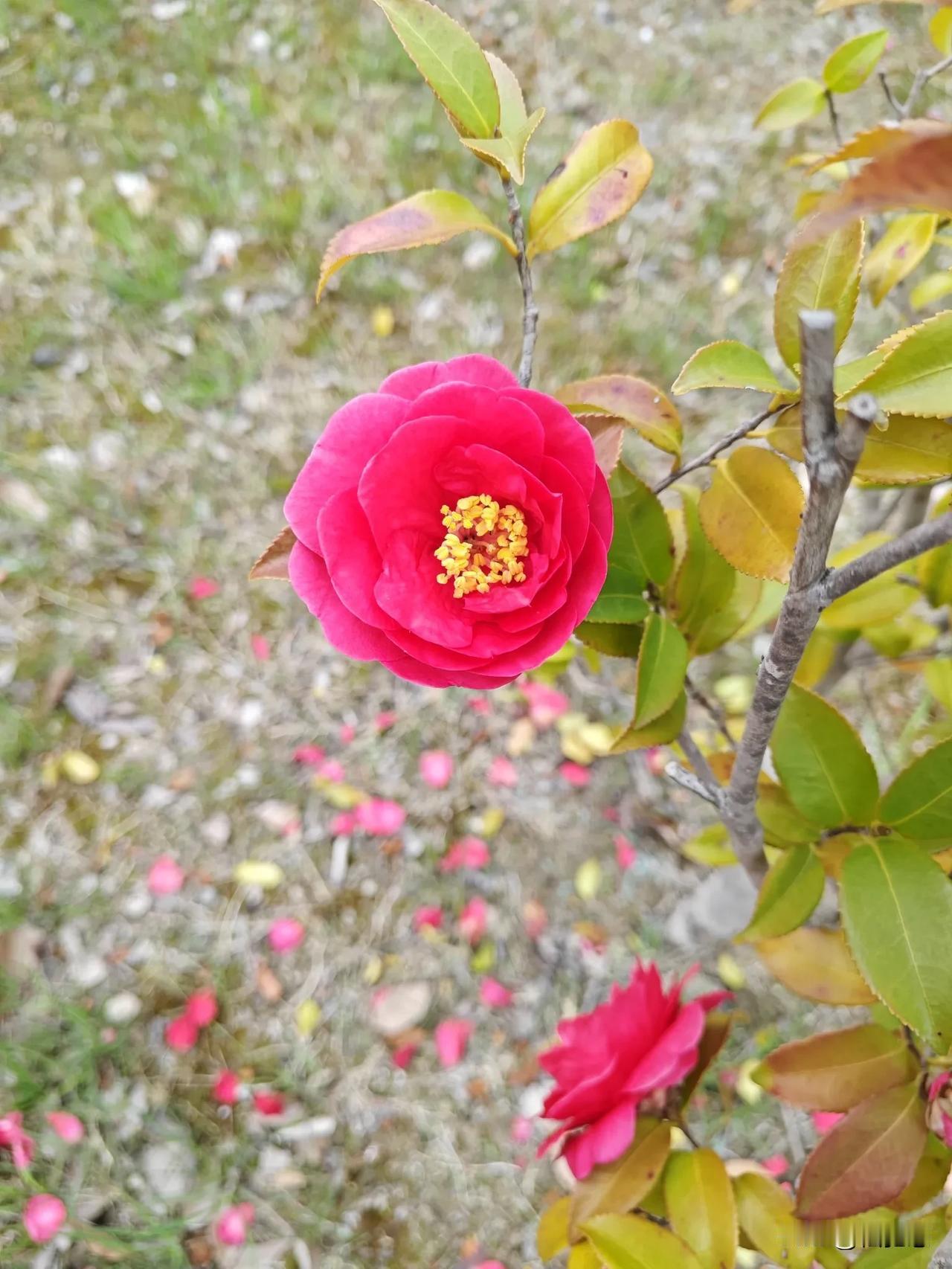 我的宝藏兴趣爱好花花草草