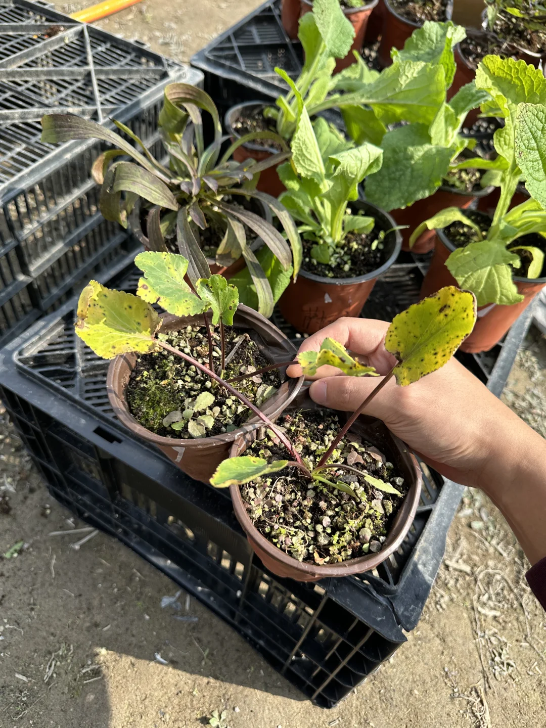 植物开箱：扁叶刺芹