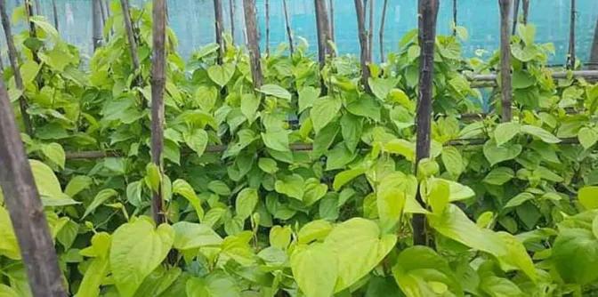 缅甸实皆省蒙育瓦市的槟榔叶价格近期出现了明显的下跌趋势。
据悉，从2月份最后一周