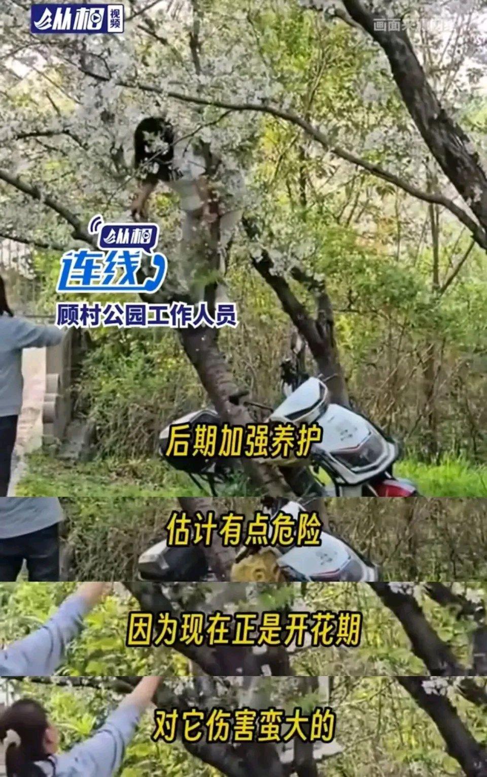 4月6日，上海顾村公园出大事了！一女子为拍照爬上樱花树，结果直接把有20多年树龄