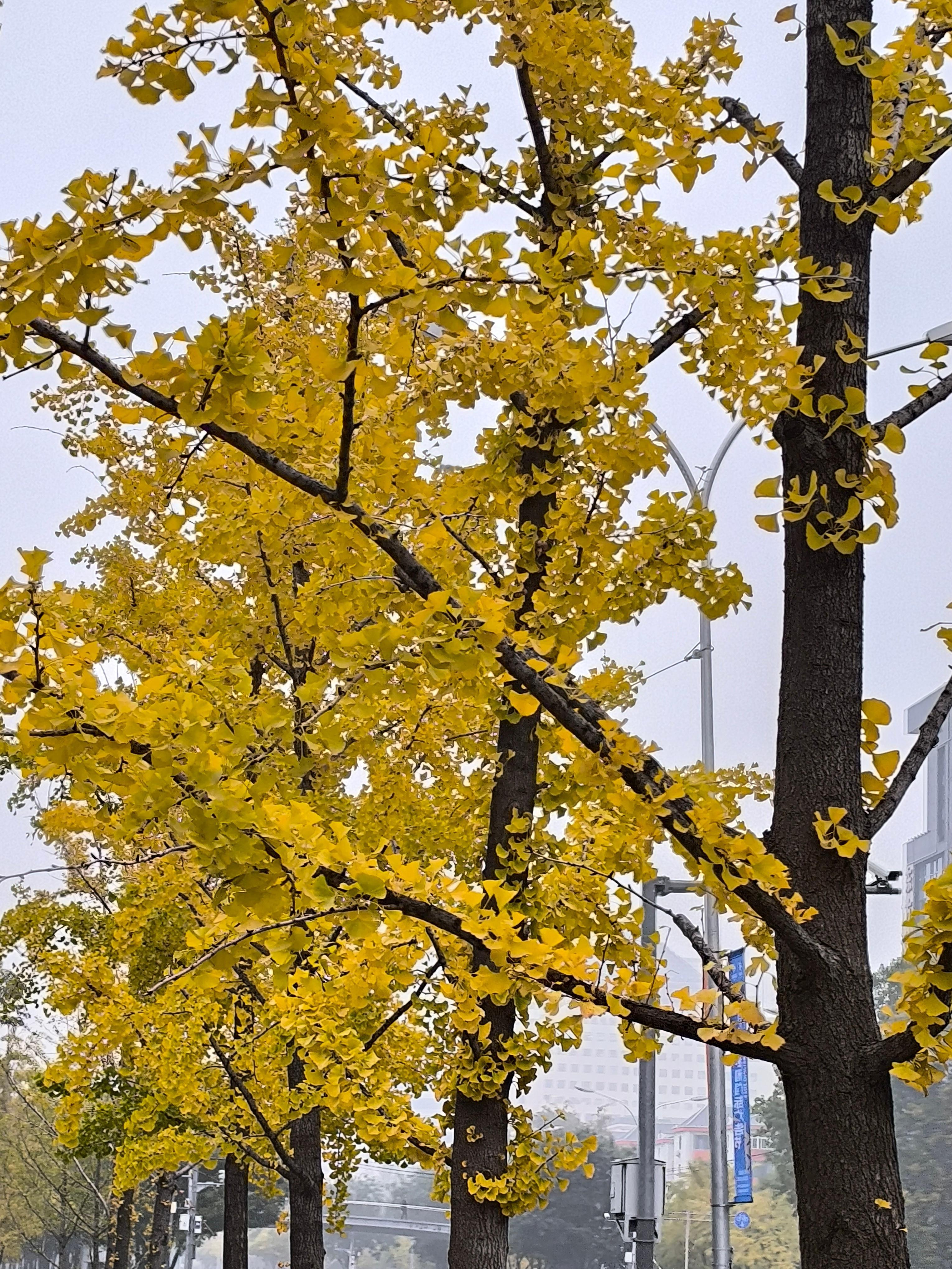 冷归冷，但是晚秋的才是北京最美最舒服的时候[好运连连]玻利瓦尔英雄之地[超话]今