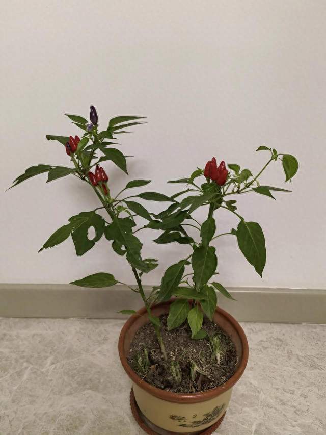 能活到80岁的老人，多半靠这三条，大多数人连一天都做不到