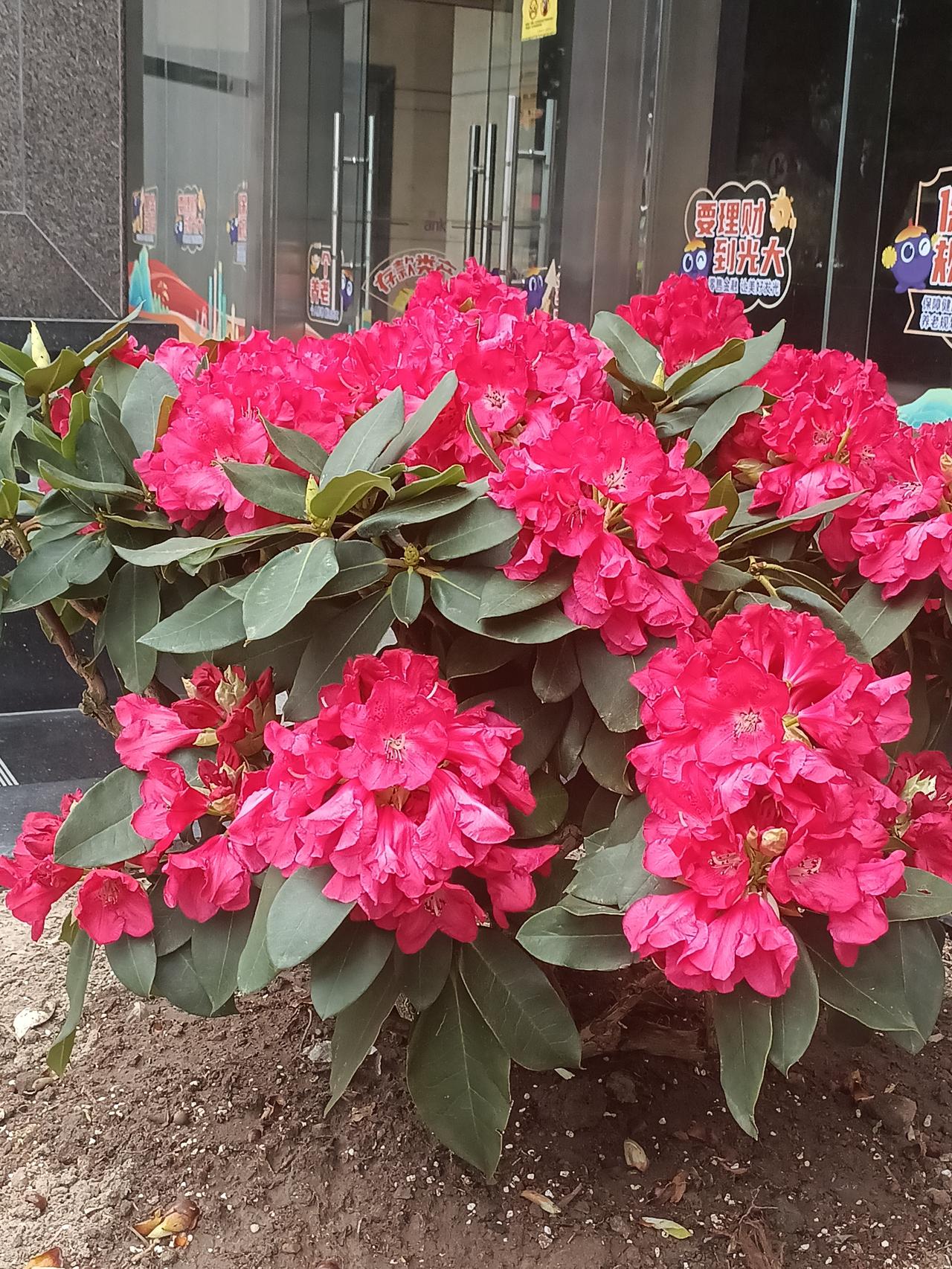 能否分享一张你拍的花卉照片请爱好养花的朋友们说说这是什么花？