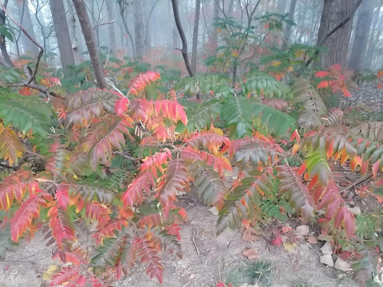 叶子变色了，秋叶美丽