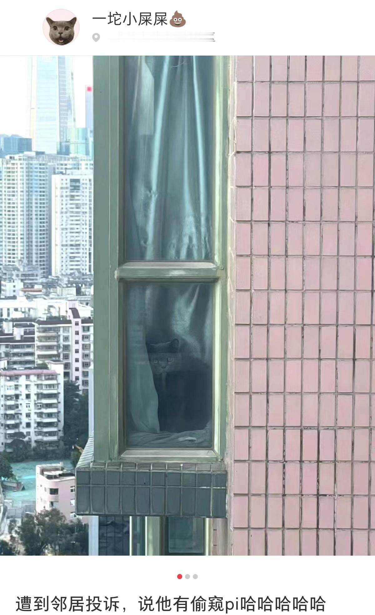 邻居投诉我家猫有偷窥癖 ​​​