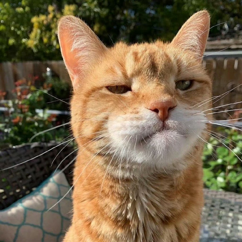 你被招财猫盯住，七天内有一笔财富到来 