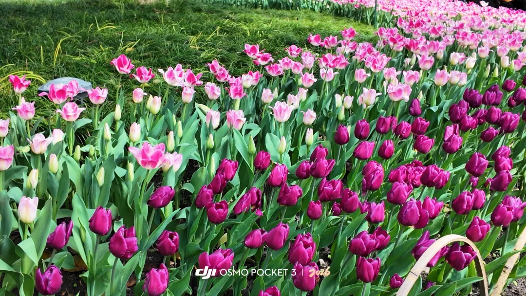 3.2实拍，今天的太子湾，郁金香开了一丢丢‼️