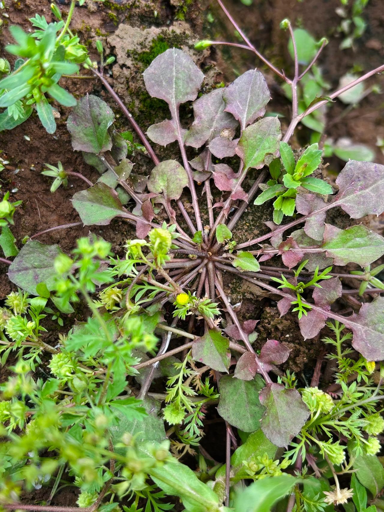 荠菜,是冬天的野菜还是春天的呢? 今天在江边又发现了一些新物种，长的像荠菜，但荠