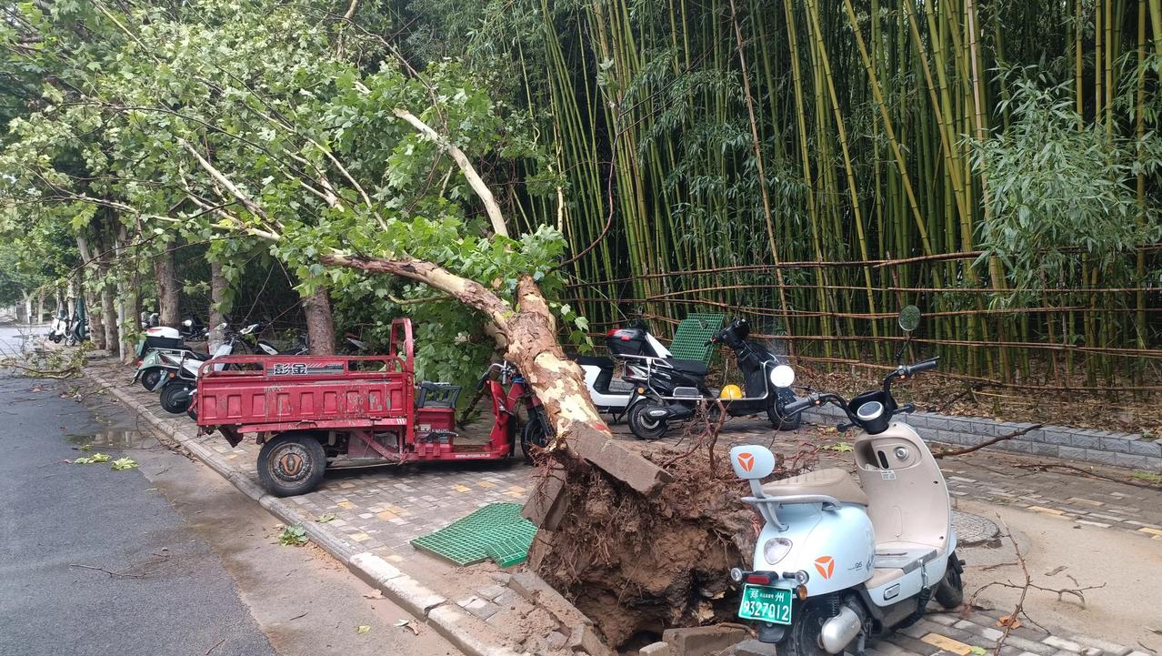 郑州突然阴风袭来，大数连根拔起，下面的3轮车可遭了大恙，最近这天气真邪乎，不是大