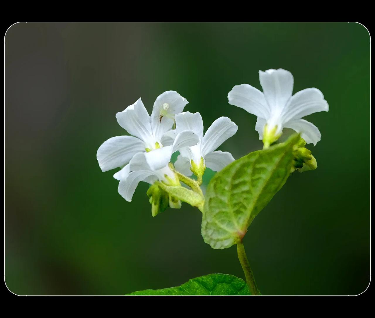《野花“飞蛾藤”》
野花飞蛾藤，旋花科植物，也是中药材。飞蛾藤，又叫打米花、白花