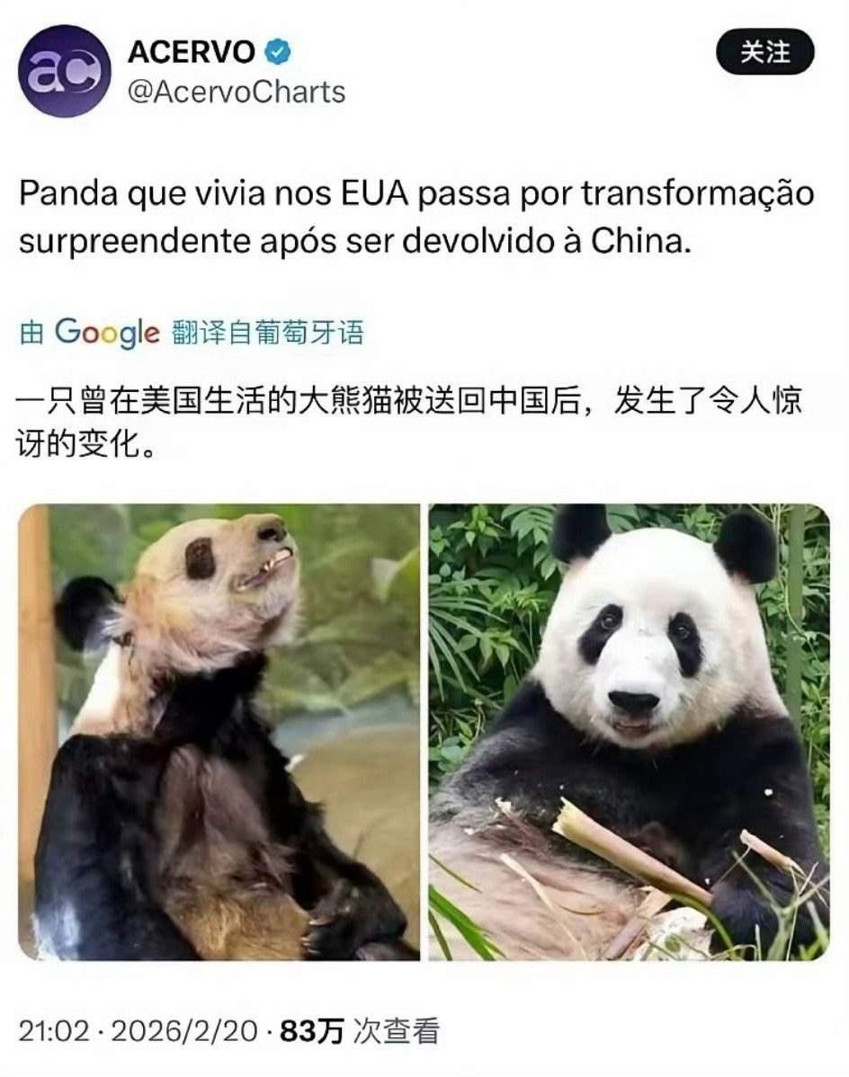 外媒惊叹：一只曾在美国生活的大熊猫被送回中国后，发生了令人惊讶的变化。

不是环