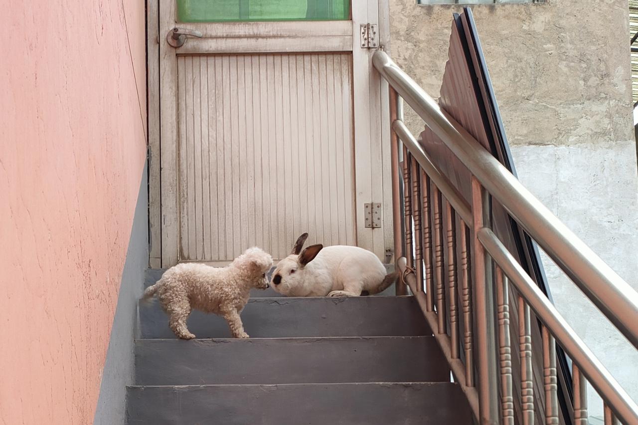 快来分享家中萌宠楼梯转角的偶遇，毛茸茸的小世界里，没有种族的界限，只有温柔的对视