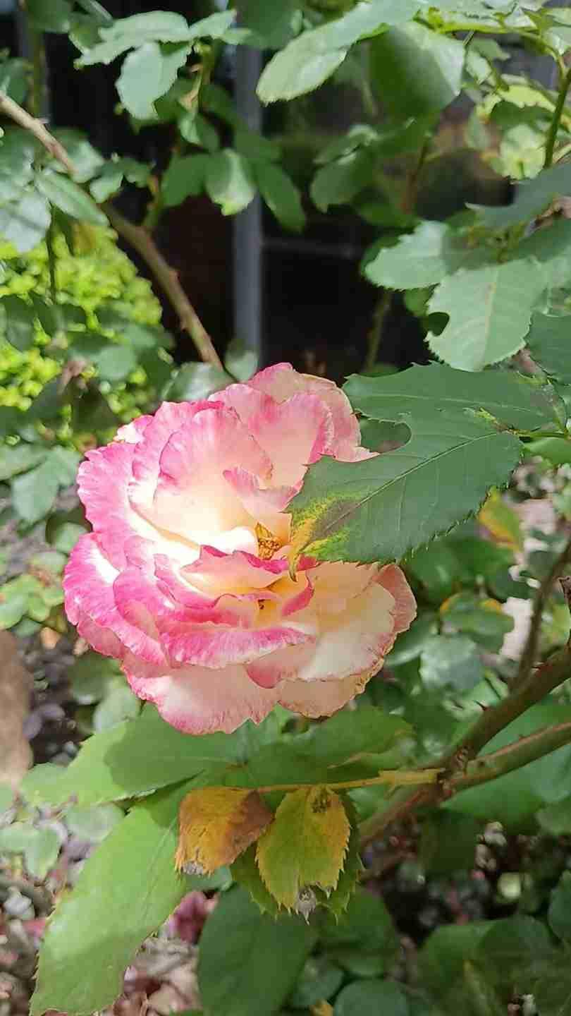 我的今日状态：💰期待暴富
我这里的天气：☀️晴天