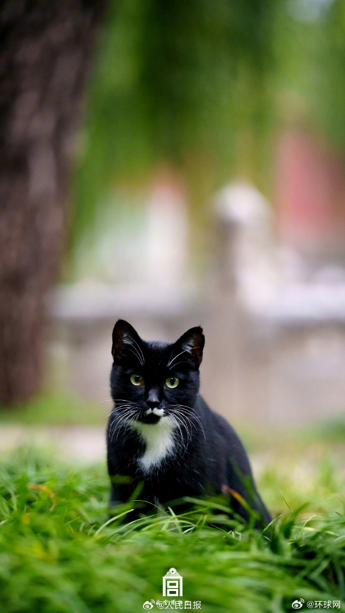 【转存收藏！】 故宫猫猫高清壁纸↓↓你喜欢哪只？（图/故宫博物院） 