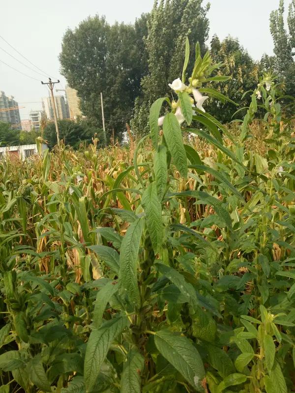 大爷一年多前接触AI，让AI支招除草除虫，结果150亩芝麻苗一夜枯萎！大爷：被A