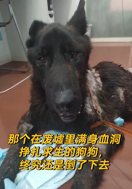 大黑宝讣告：曾浴血重生，终遗憾离别