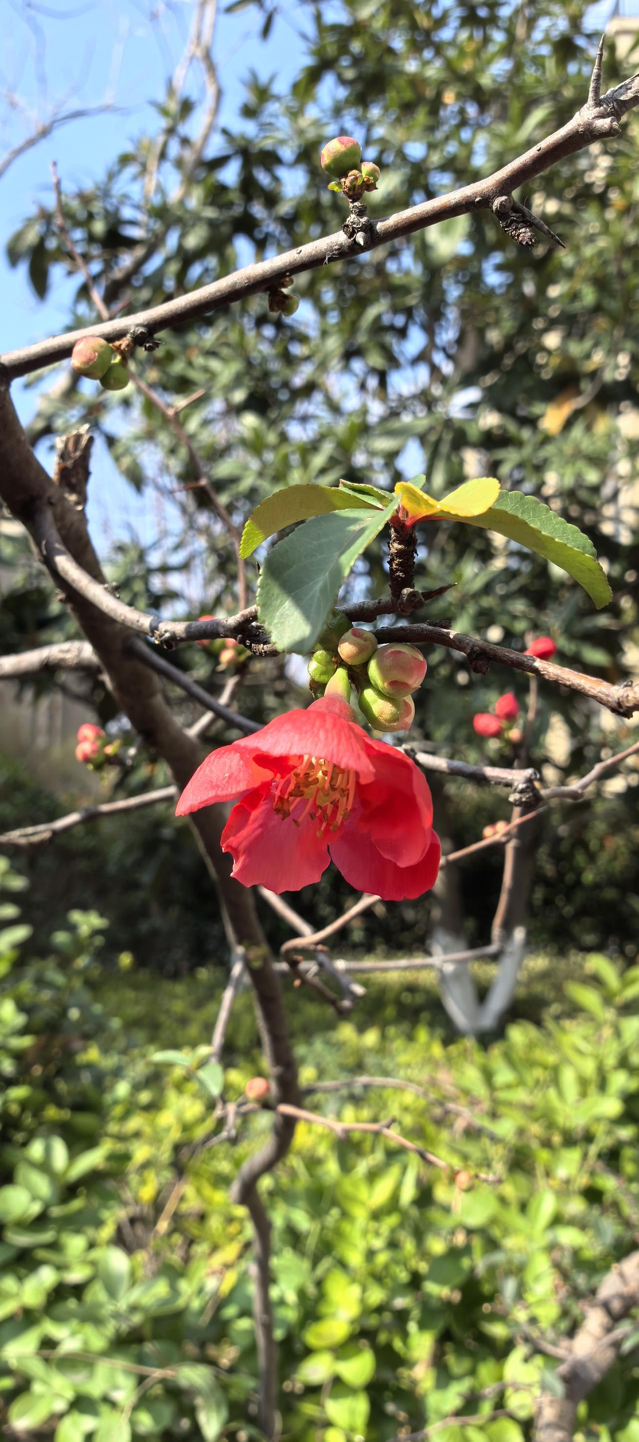 海棠已初绽

年初一。
天刚亮，鞭炮声就撞起此彼浮响个不停。
真好。
又能听见这