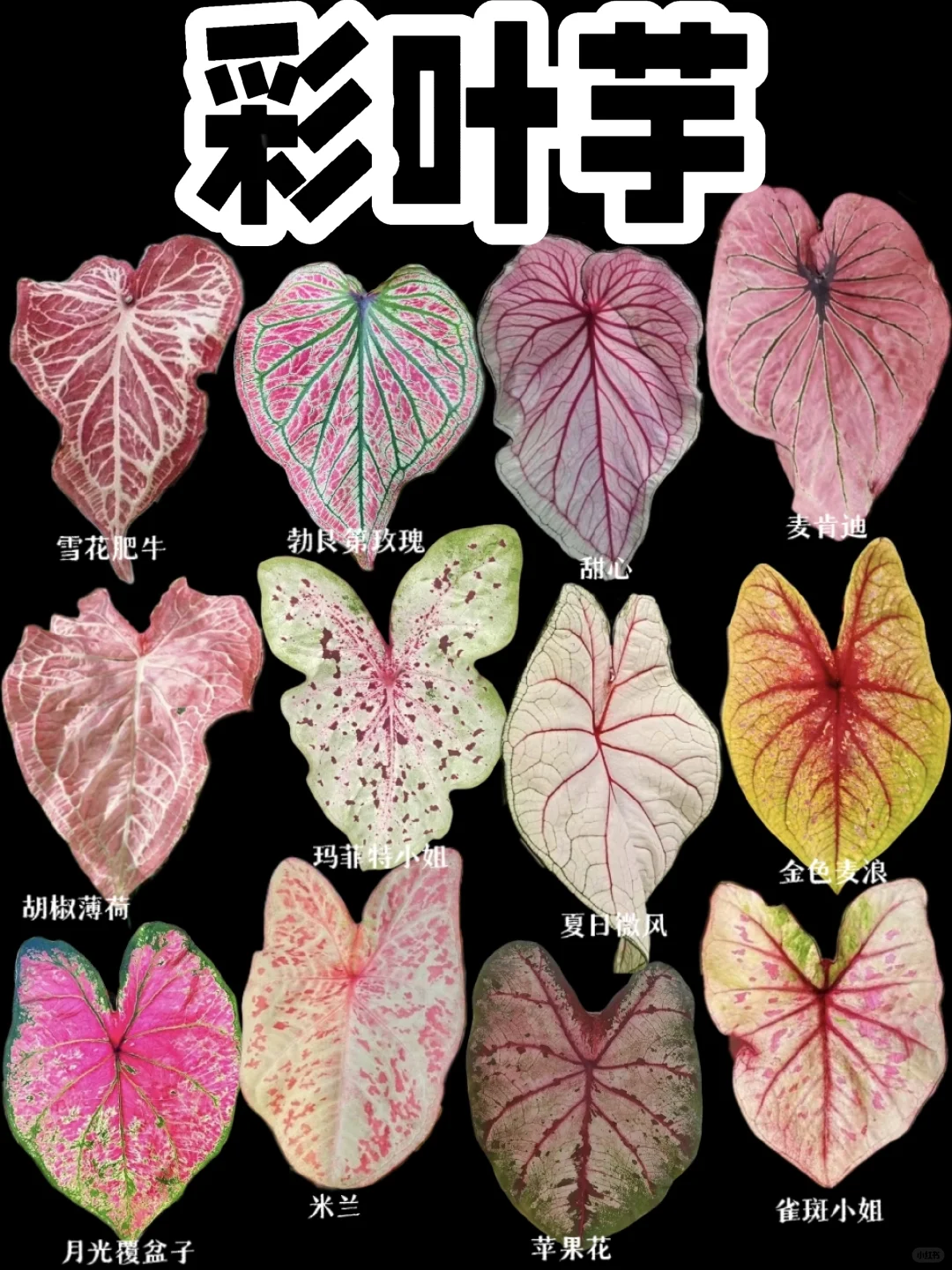 【彩叶芋】神奇的大自然，五彩缤纷