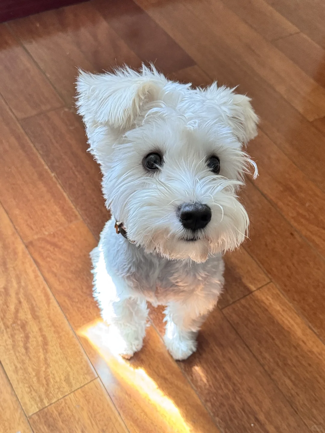🐶端坐照