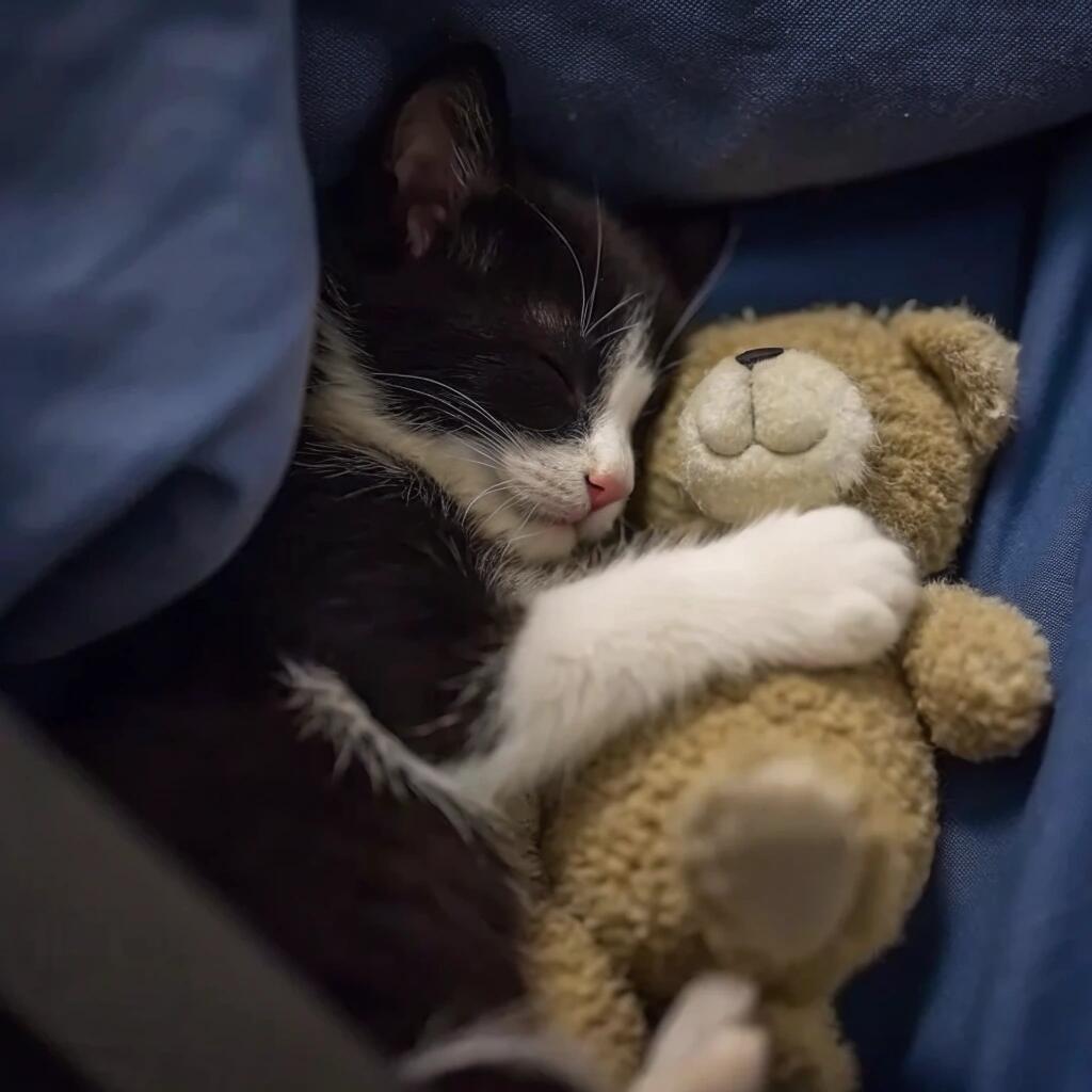 𝗖𝗼𝘄𝗰𝗮𝘁𝘀🥛🐈⬛ 