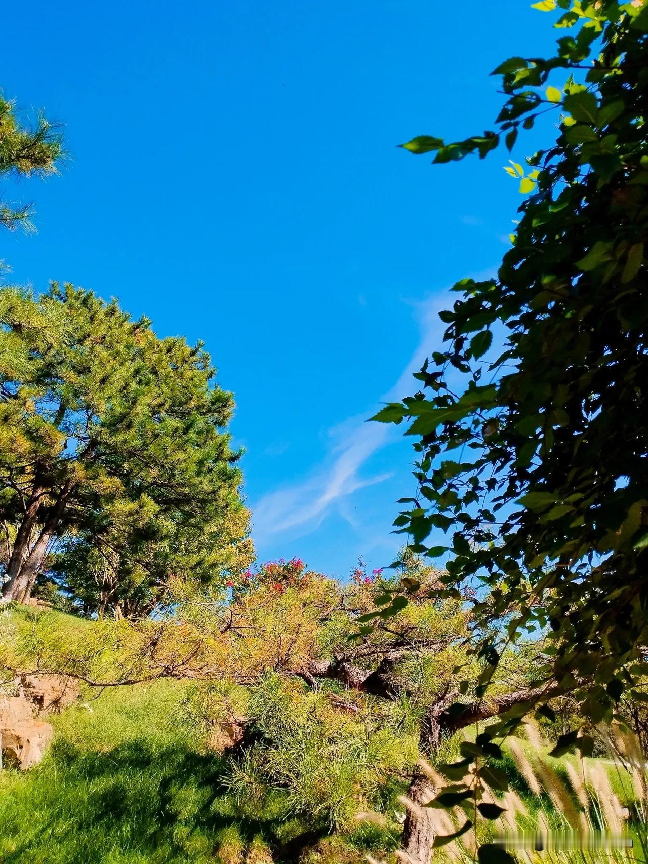碧空万里，松林翠色染……
#一张图记录秋日生活#
#随手拍秋季景色#