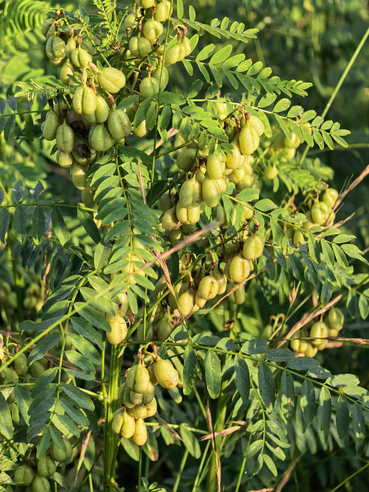 分享一张你拍的花，什么花都行这是啥植物[作揖][作揖][作揖]