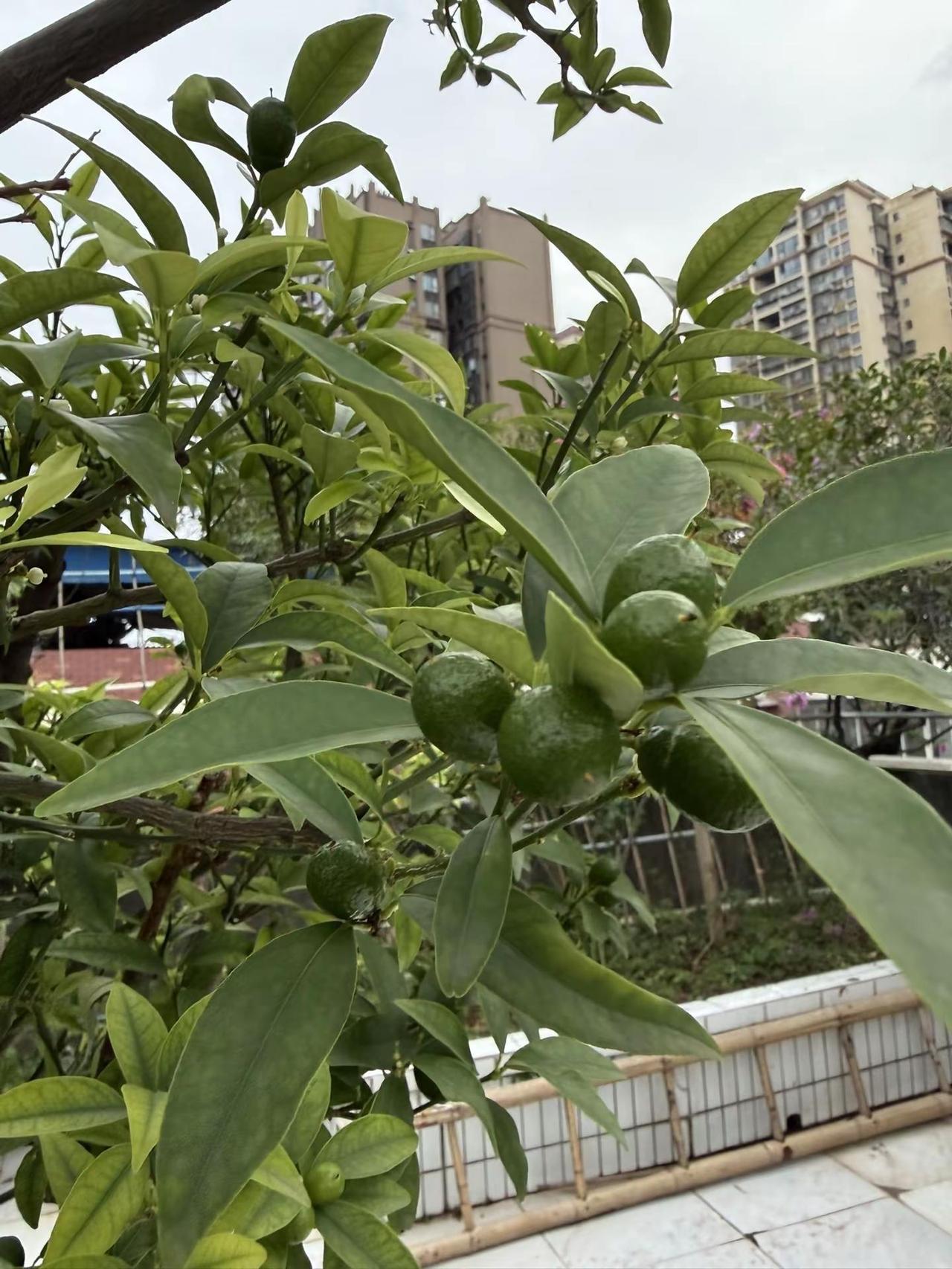 夏天的味道你感受到了吗
